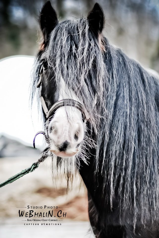Post - Gandalf Irish Cob - Poney Club Sciez