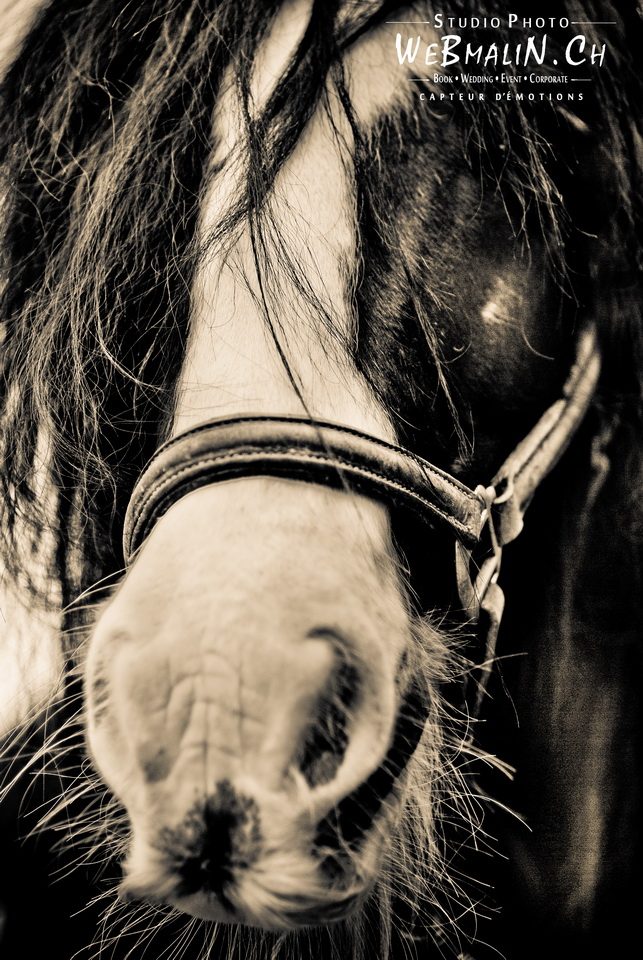 Post - Gandalf Irish Cob - Poney Club Sciez