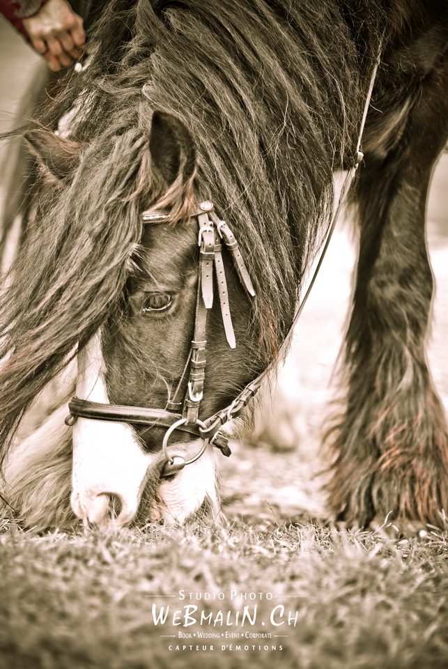 Post - Gandalf Irish Cob - Poney Club Sciez