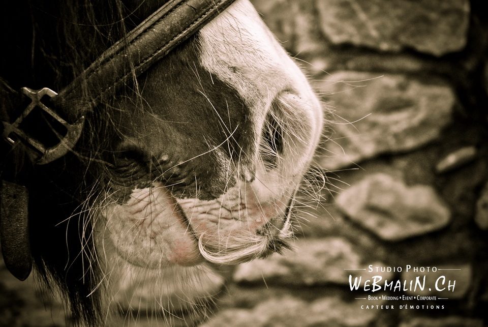 Post - Gandalf Irish Cob - Poney Club Sciez