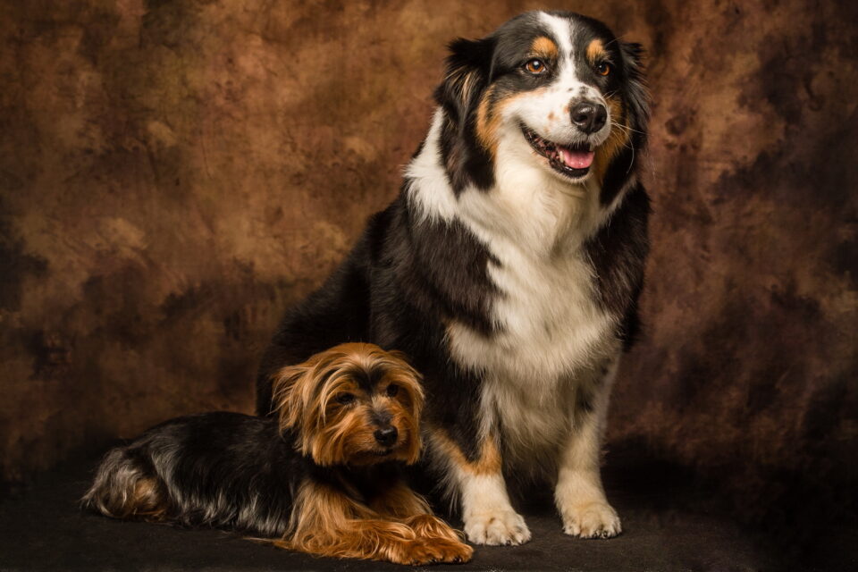 Portfolio - Seance Photo - Animal - Berger Australien - Yorkshire - aDSC_4121-1