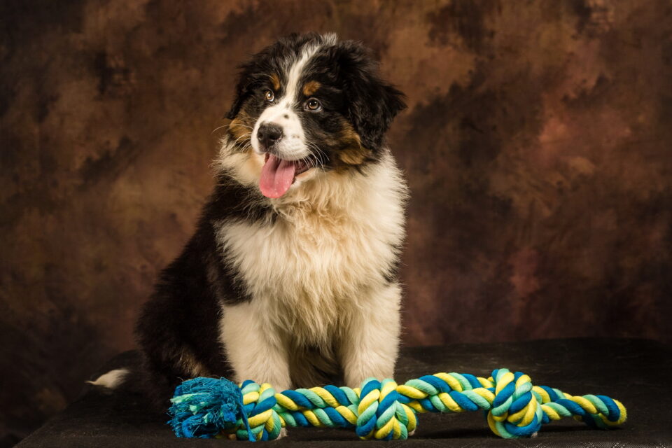 Portfolio - Seance Photo - Animal - Berger Australien - aDSC_2273-1