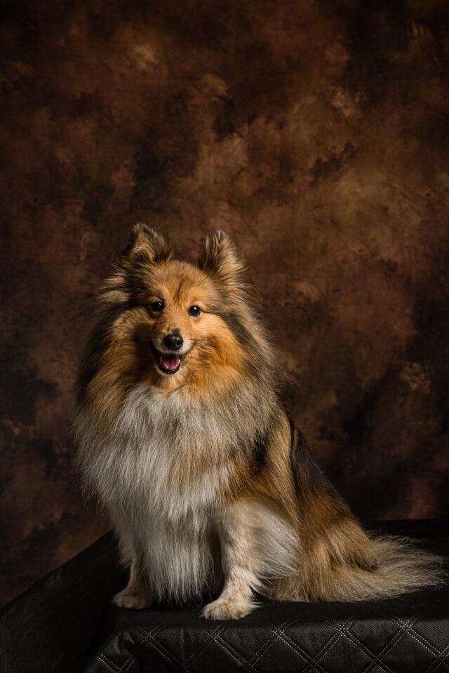 Portfolio - Seance Photo - Animal - Berger Shetlands - aDSC_3982-1
