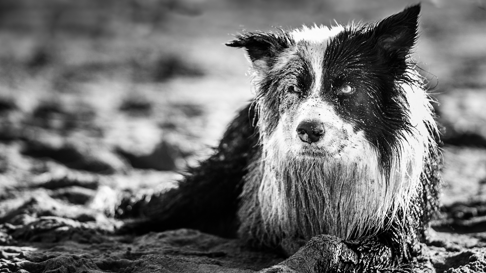 Top - Seance Photo Animaux Domestique - Chien - DSC_2483-1